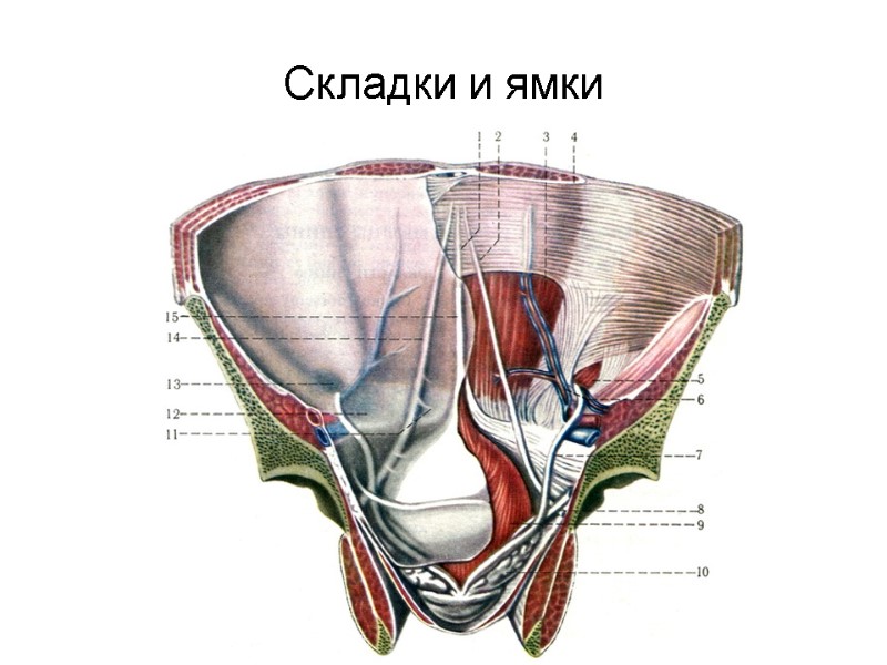 Складки и ямки
